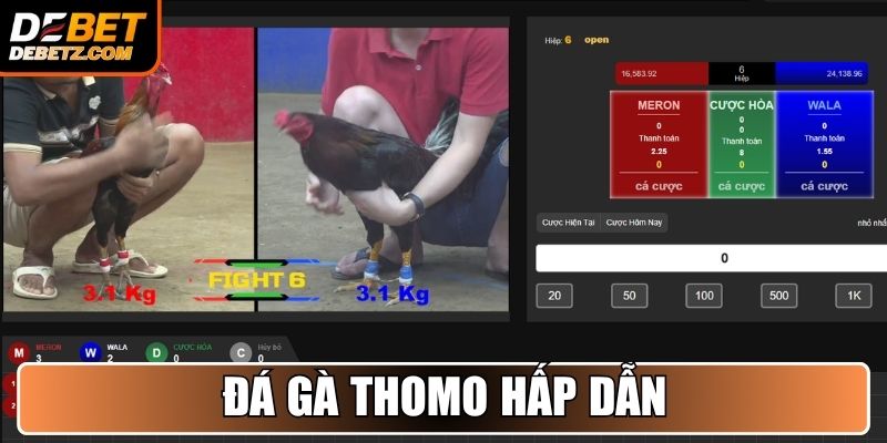 Đá gà Thomo hấp dẫn